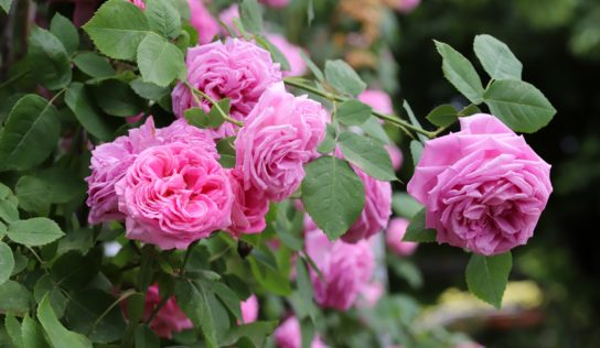 Ktorá ruža bude najkrajšia? Kráľovná kvetov Arboréta Mlyňany ešte nie je známa.