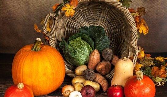 Botanická záhrada SPU znovu otvorí tradičnú jesennú výstavu