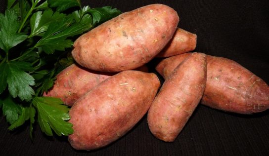 Pestovanie zdravých a nutrične nadupaných potravín v okolí Nitry