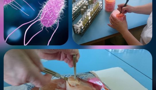 Kuracie prsia nakazené salmonelou