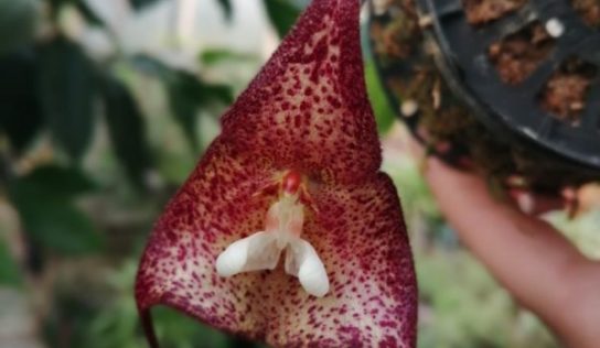 Nové druhy orchideí v Botanickej záhrade