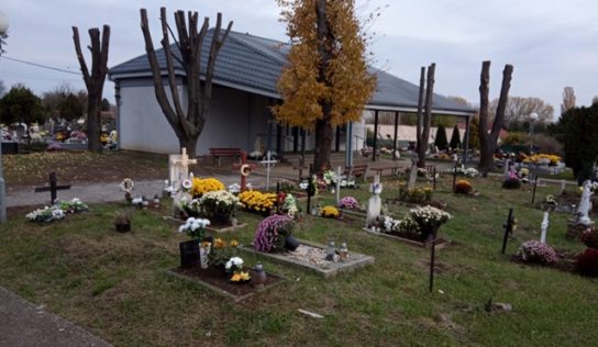 Zničené lipy možno neprežijú