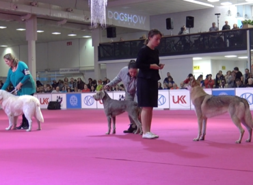 Na výstave v Nitre bolo predstavených viac ako 6-tisíc psov
