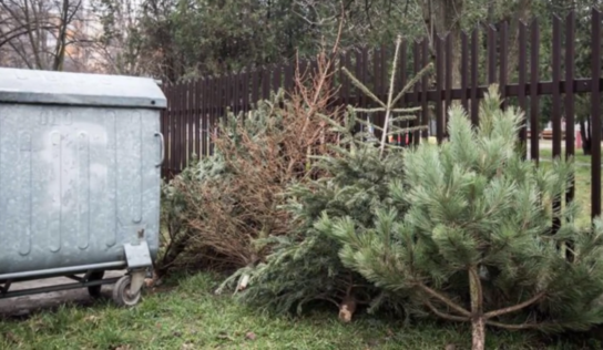 Vianočné stromčeky skončia v kompostárni