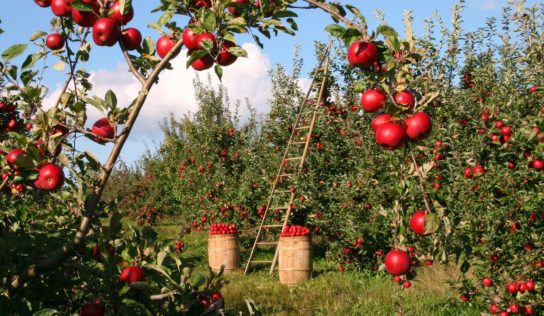 V sadoch pri Nových Zámkoch zostalo na stromoch toľko jabĺk, že ich rozdávajú