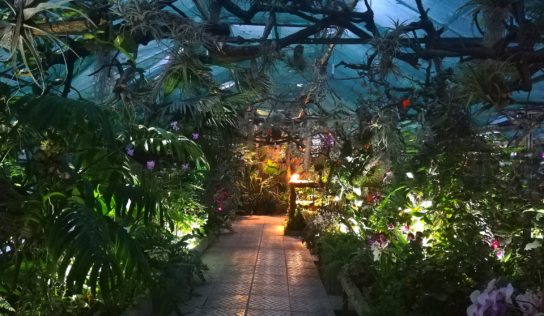 V Nitre máte možnosť vidieť najväčšiu slovenskú zbierku orchideí