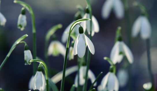 Predpoveď počasia: Zima sa pomaly chystá na odchod