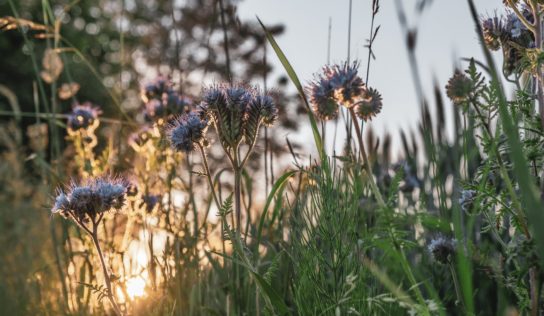 Koniec mája bude mierny a premenlivý
