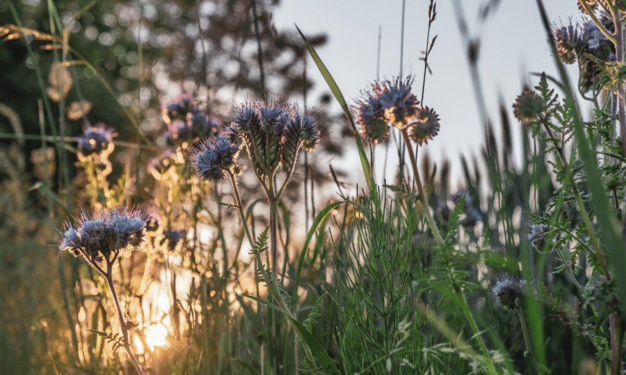 Predpoveď počasia: Horúčavy budú mať prestávku