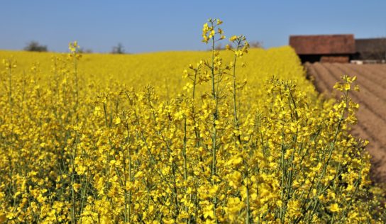 Teploty budú opäť stúpať