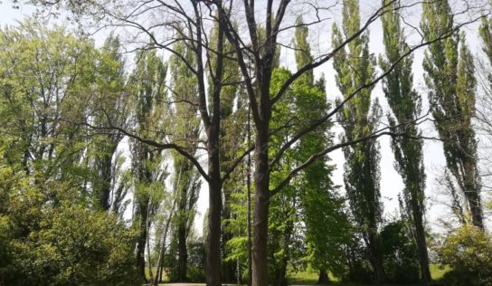 Výrub topoľov pri rieke Nitra: Stromoradie nahradí nová  výsadba