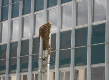 Prípady mestskej polície: Zatúlané včely, nepozorná vodička aj napadnutá žena