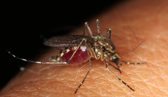 Poradňa: Komáre – otravný hmyz, ktorý každý rok prichádza s letom
