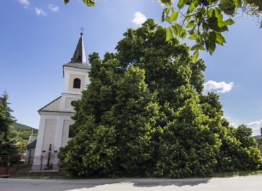 O titul Strom roka bojuje aj 350-ročná lipa z obce neďaleko Nitry