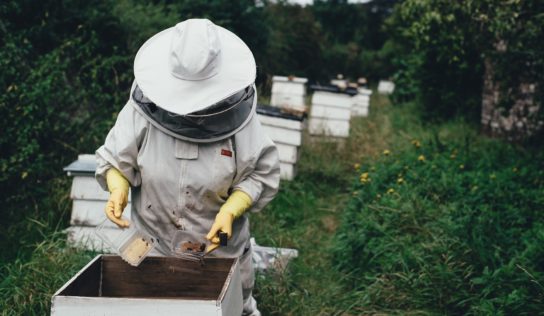 Osveta včelárstva aj obnova včelárskeho skanzenu budú cieľom nitrianskych Včelárskych slávností