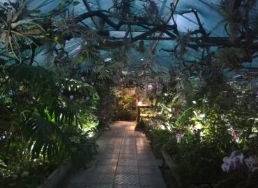 Botanická záhrada SPU pripravuje workshopy pre milovníkov izboviek a orchideí