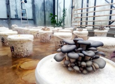 V skleníku Botanickej záhrady SPU vznikla rýchliareň jedlých a liečivých húb