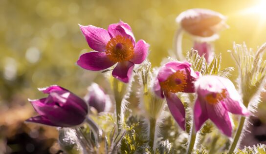 Predpoveď počasia: Jar prichádza pomaly