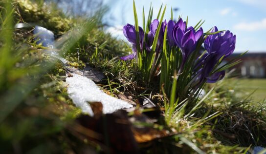 Turisti sa vyberú za jarnou flórou Zobora