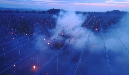 Mrazy ohrozujú pučiace a kvitnúce stromy. Ovocinári sa preto snažia chrániť budúcu úrodu