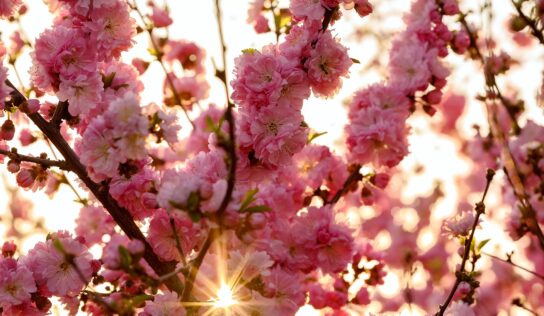 Predpoveď počasia: Studený máj, v stodole raj?