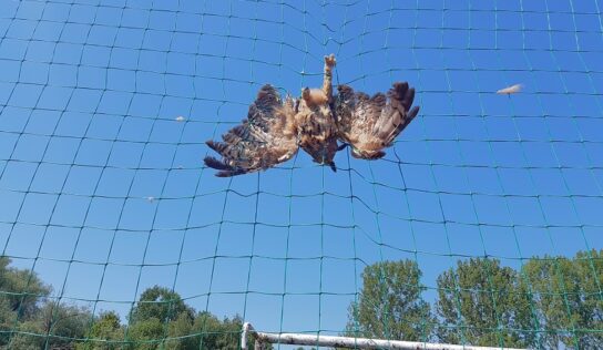 Na školskom ihrisku zachraňovali výra, zamotal sa do siete
