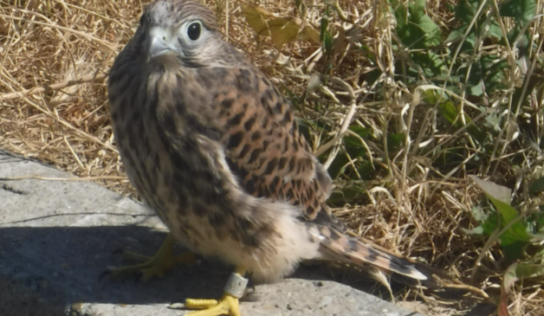 Záchranná akcia „Sokol“ skončila šťastne. Vo väčšine prípadov však mláďatá netreba zachraňovať