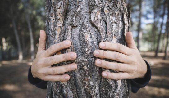 Mesto Nitra chce vytvoriť aplikáciu, v ktorej bude mať každý strom vlastnú zdravotnú kartu