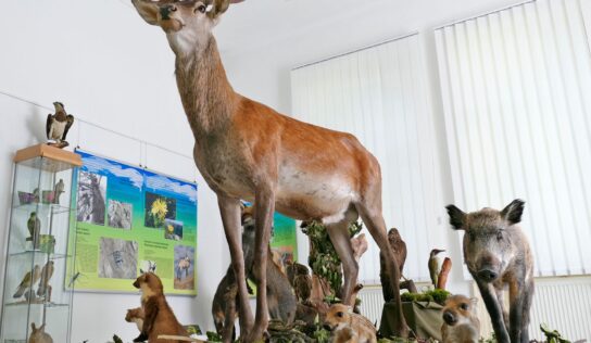 Výstava o histórii vzniku názvoslovia organizmov v Tribečskom múzeu