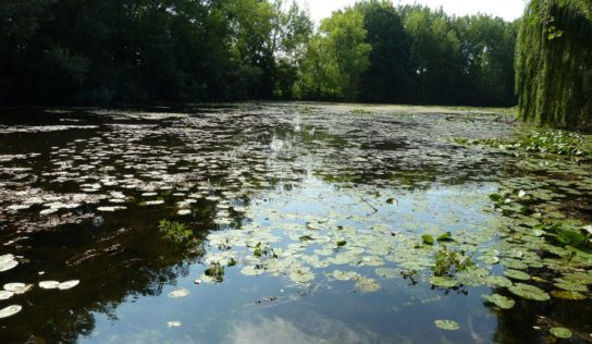 SPU získala grant na zlepšenie znehodnotených ekosystémov mokradí
