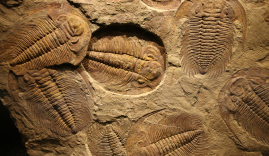 Skamenelý svet v Tribečskom múzeu