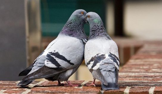 Premnoženie holubov so sebou prináša problémy. Ako sa tomu vyhnúť?