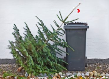Zber vianočných stromčekov je v plnom prúde