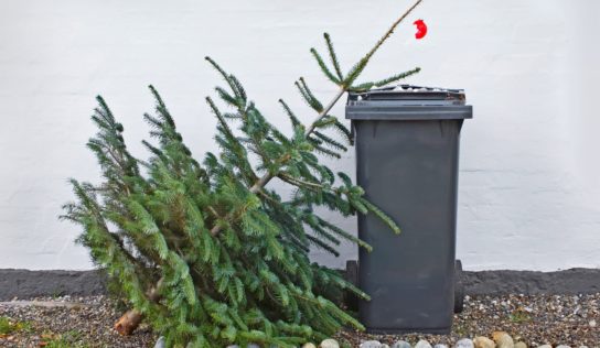 Darujte vianočný strom mestu