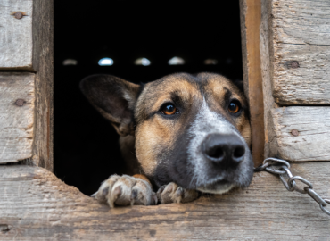Držať psa na reťazi v chovnom zariadení či domácnosti je od 1. januára zakázané