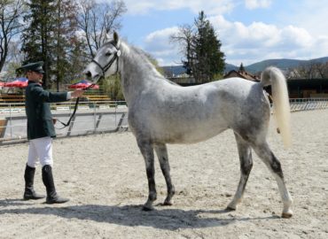 S tohtoročnou športovou sezónou v Národnom žrebčíne ukončí Hubertova jazda