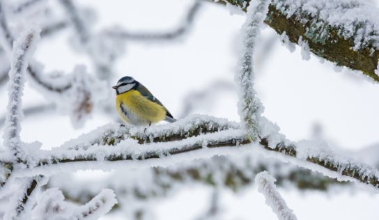 Predpoveď počasia: Po výstrahách má nasledovať oblačný a premenlivý týždeň