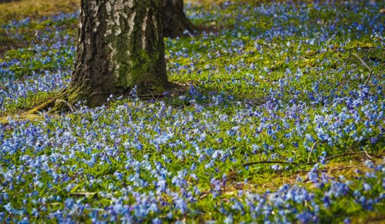 Predpoveď počasia: Čakajú nás slnečné a teplejšie dni?