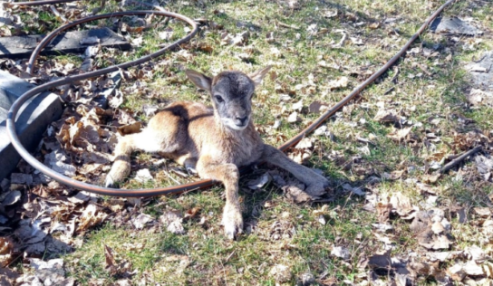 Do zooparku SPU pribudlo mláďa muflóna