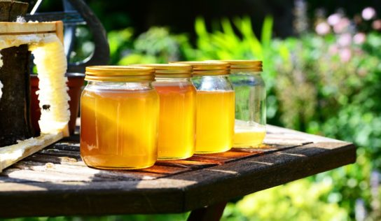 Víkend parkov a záhrad sa blíži: Botanická záhrada SPU pripravuje dvojdňový program pre malých aj veľkých