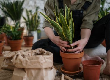 Dobrá správa pre milovníkov izbových rastlín: SPU pripravuje ďalší praktický workshop
