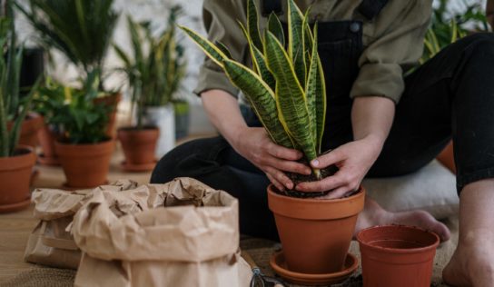 V Botanickej záhrade SPU budujú Ateliér interiérovej zelene. Môžete sa pridať aj vy