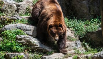Vráble opäť upozorňujú na pohyb medveďa v okolí