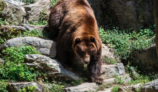 Vráble opäť upozorňujú na pohyb medveďa v okolí. O ďalšom postupe komunikovali s kompetentnými