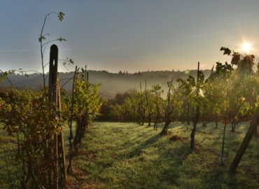 Víkend v Nitre môžete stráviť na vinobraní, prehliadke mesta a Zobora aj na dožinkovej veselici