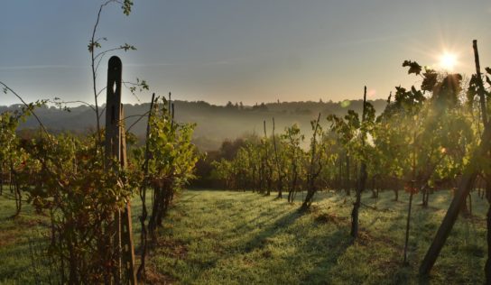 Víkend v Nitre môžete stráviť na vinobraní, prehliadke mesta a Zobora aj na dožinkovej veselici