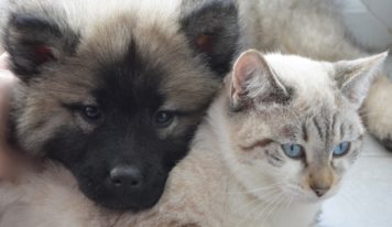 Tradícia pokračuje. Mesto aj tento rok venuje peniaze nitrianskemu útulku