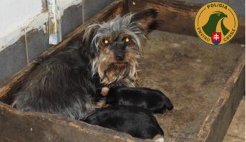Enviropolícia obvinila ženu z Nitrianskeho kraja: Viaceré šteňatá z jej nelegálnej množiarne uhynuli