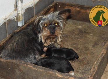 Enviropolícia obvinila ženu z Nitrianskeho kraja: Viaceré šteňatá z jej nelegálnej množiarne uhynuli