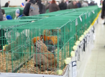 Výstavné pavilóny Agrokomplexu opäť zaplnia najrôznejšie plemená zvierat